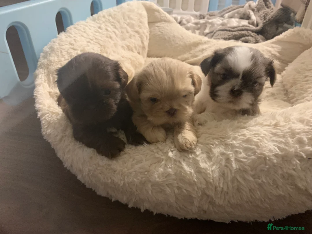 Shih Tzu dogs for stud: Lilac Imperial shih tzu for stud PROVEN in Clydebank - Advert 10