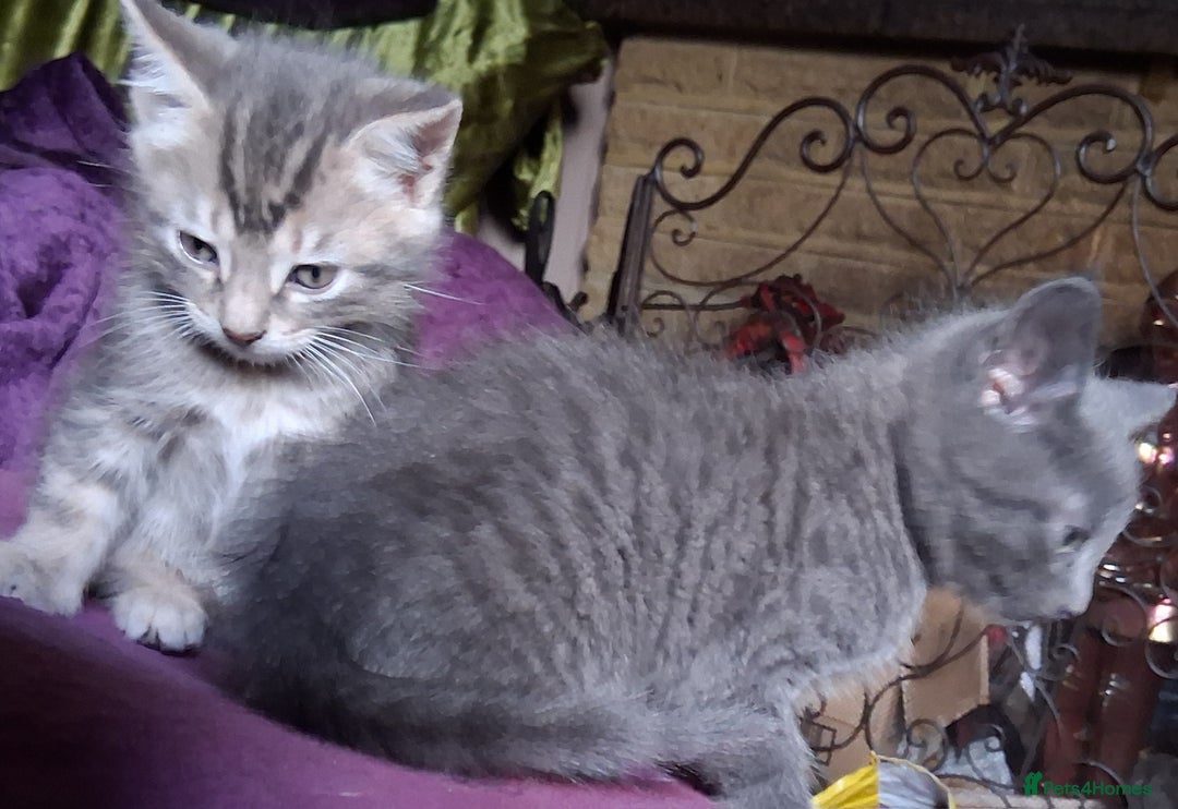 Mixed Breed cats for sale: ⭐️⭐️Stunning Russian Blue X Bengal Kittens ⭐️⭐️⭐️ - Advert 27