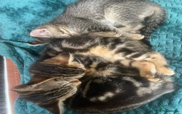 Mixed Breed cats for sale: Ragdoll, Bengal, main coon mix kittens  - Image 8