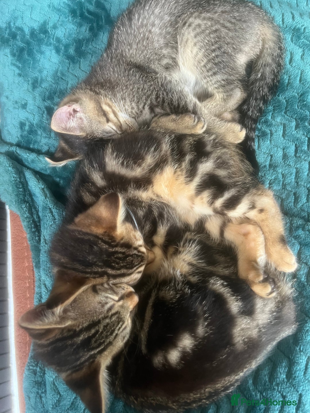 Mixed Breed cats for sale: Ragdoll, Bengal, main coon mix kittens  - Image 8