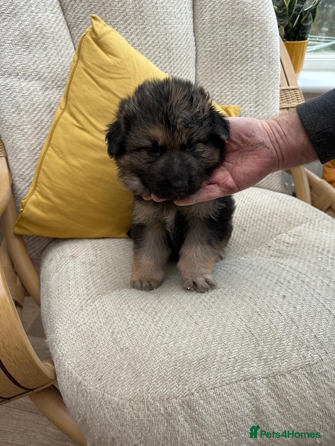 German Shepherd dogs for sale: GSD puppies - Advert 9