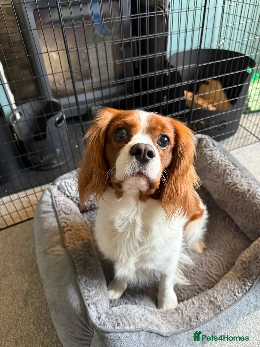 Cavalier King Charles Spaniel dogs for stud: Beautiful Cavalier King Charles Spaniel Stud - Advert 1
