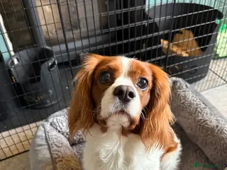 Cavalier King Charles Spaniel dogs Beautiful Cavalier King Charles Spaniel Stud - Advert 3