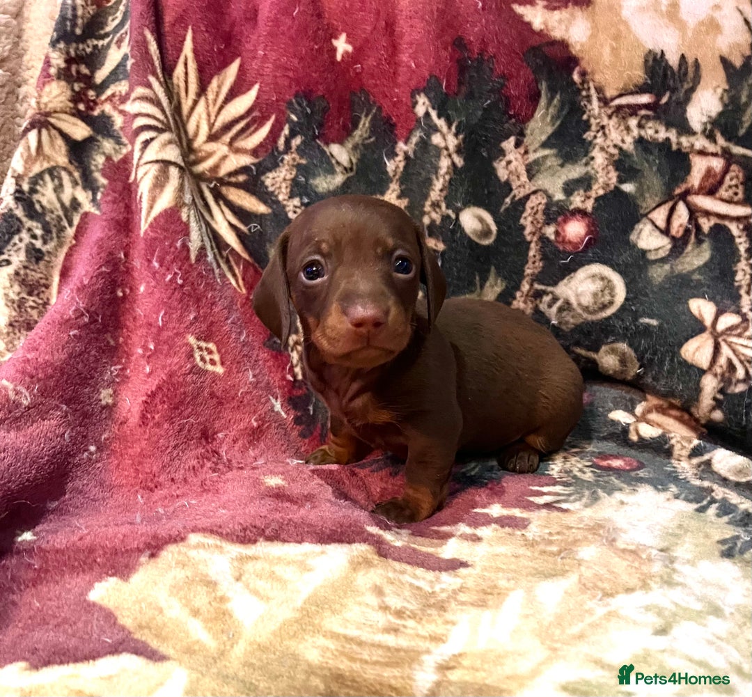 Miniature Dachshund dogs for sale: RARE KC 2 Isabella+tan boys, 1 chocolate and tan  - Advert 18