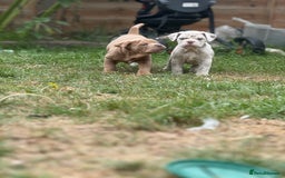Mixed Breed dogs for sale: Beautiful lilac cane Corso x bulldog pups  - Image 28