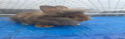 Mini Lion Lop rabbits for sale: (READY NOW) 9 LION LOPS - Advert 12