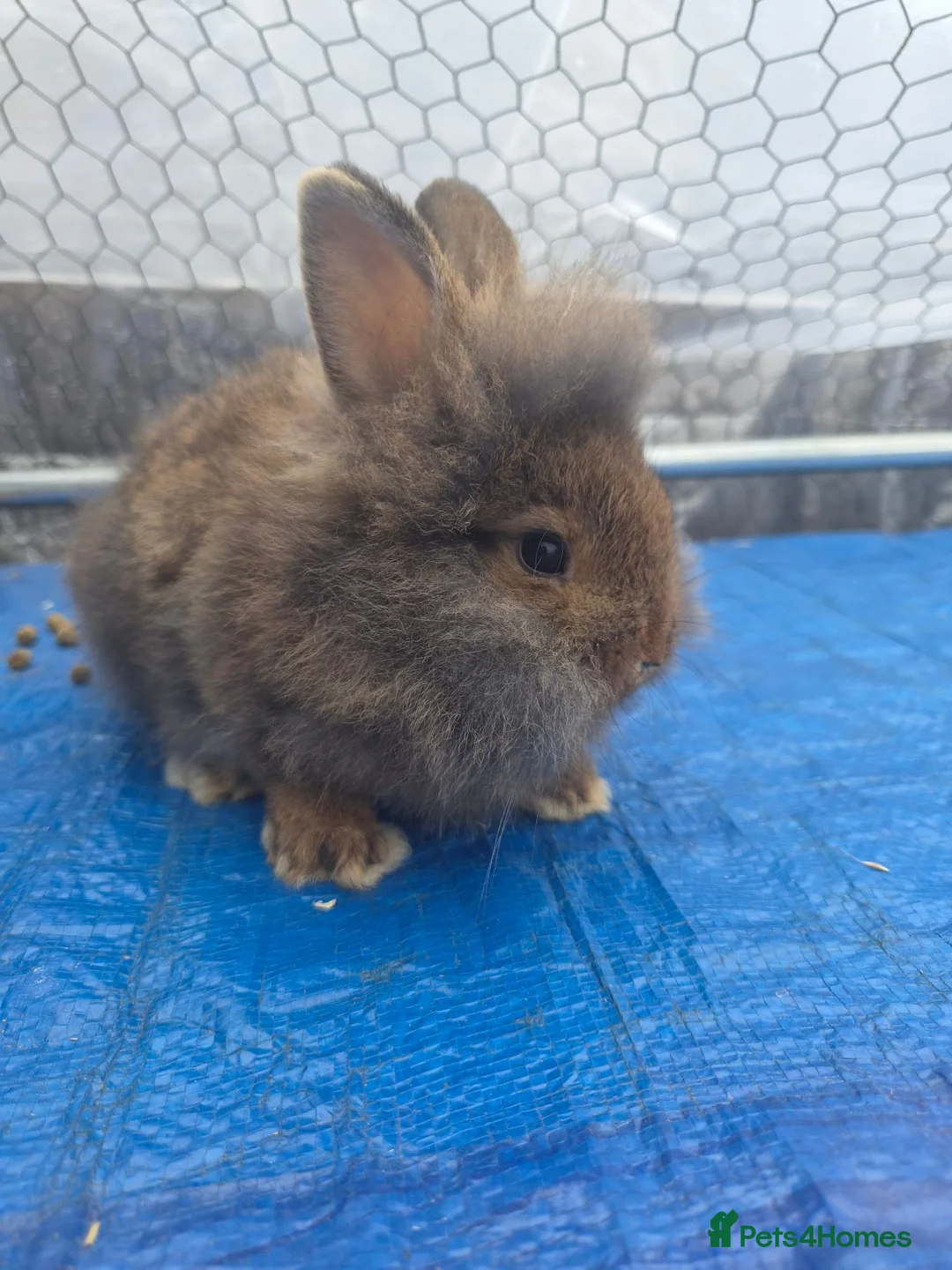 Mini Lion Lop rabbits for sale: (READY NOW) 9 LION LOPS - Advert 12