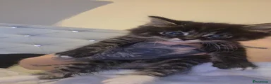Maine Coon 1