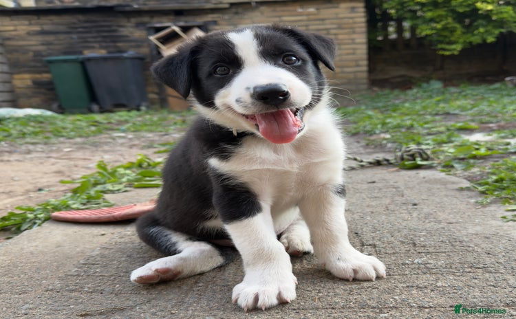 Border Collie dogs - Advert 2