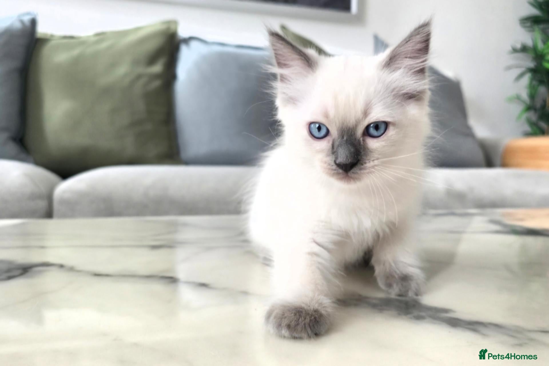 Ragdoll cats 🤍 Pure Ragdoll Boy Blue Point Kitten Ready Now - Advert 1