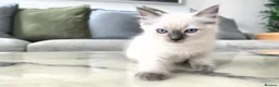 Ragdoll cats for sale: 🤍 Pure Ragdoll Boy Blue Point Kitten Ready Now - Advert 1