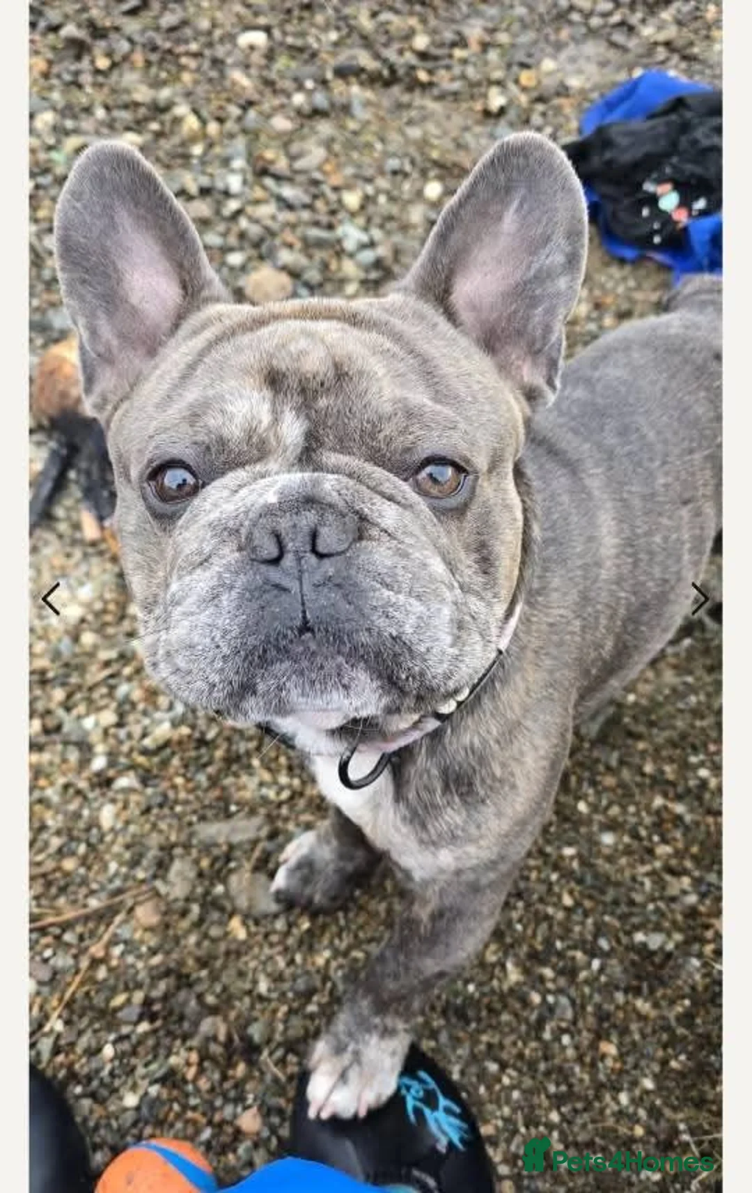 French Bulldog dogs for stud: French bulldogs for stud - Advert 2