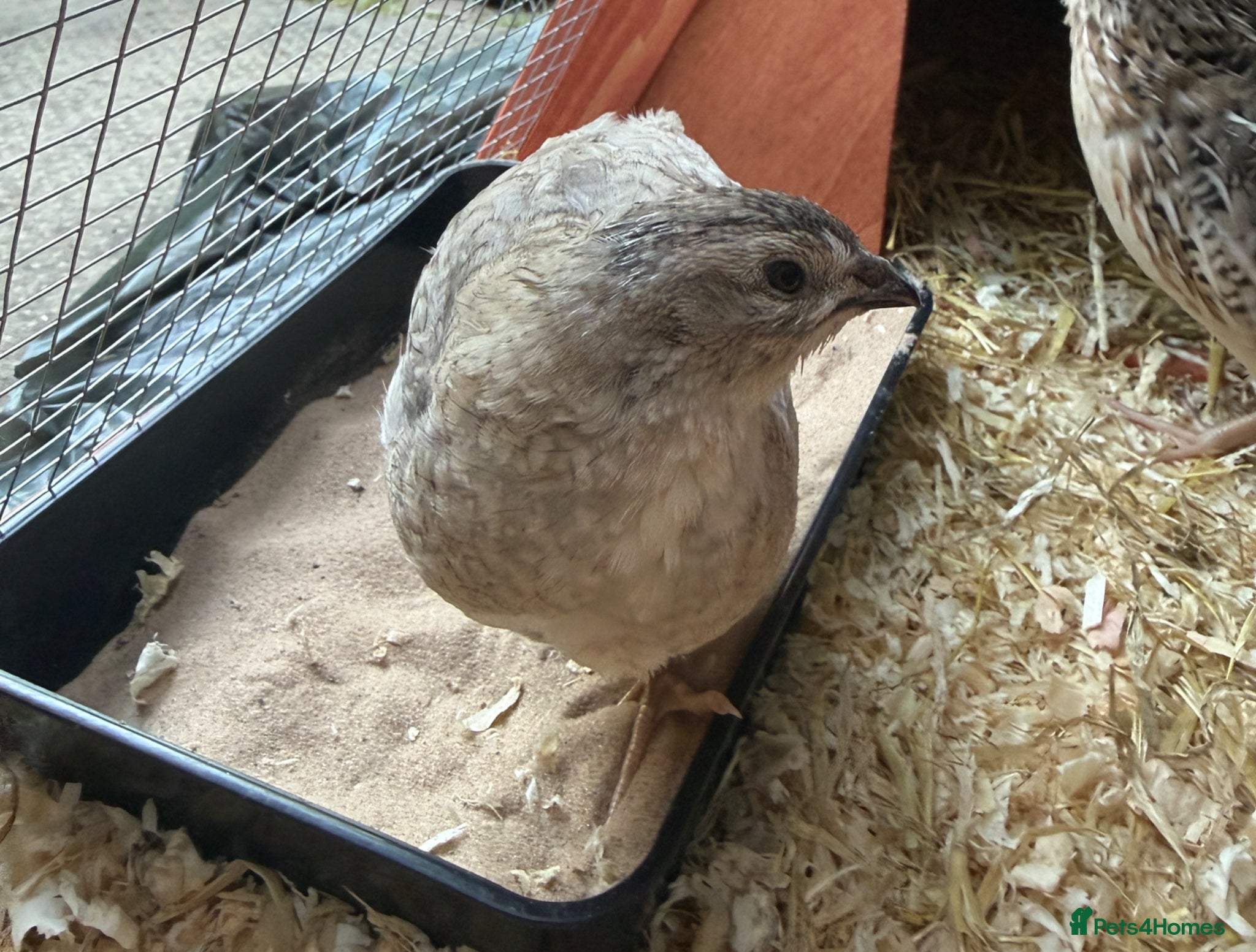 Quail poultry Male Quail For Rehome - Advert 2