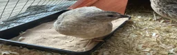 Quail poultry for sale: Male Quail For Rehome - Advert 1
