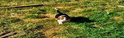 Beagle dogs for sale: STUNNING KENNEL CLUB REG BEAGLE PUPPIES - Advert 8