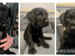 Mixed Breed dogs Ready for their forever home - Advert 8