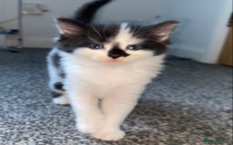 Mixed Breed cats for sale: ❗️2 litters for sale❗️ - Image 5