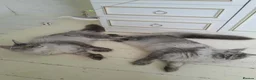Maine Coon cats for sale: black silver/smoke TICA 3G boy&girl maine coon - Advert 12