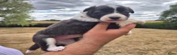 Border Collie dogs for sale: KC REGISTERED beautiful border collie pups  - Advert 4