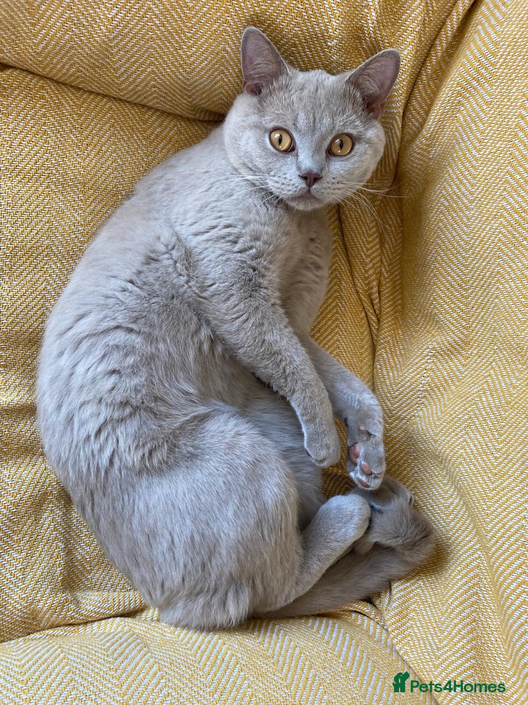 British Shorthair cats for sale: Lilac British short hair male - Advert 4
