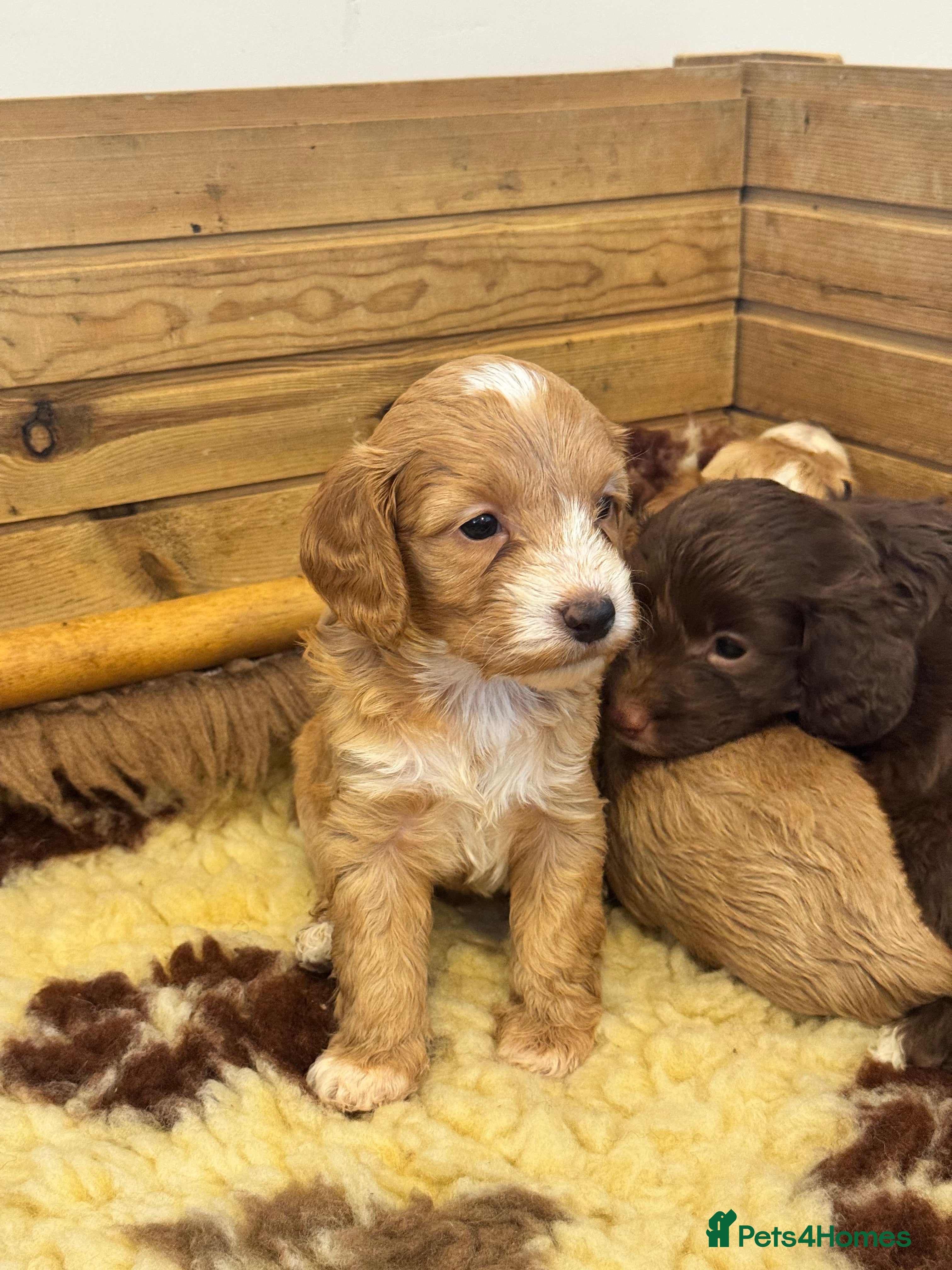 Cockapoo dogs Beautiful F1 cockapoo puppies  - Advert 2