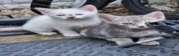 Mixed Breed cats for sale: 4 Gorgeous and playful kittens - Advert 8