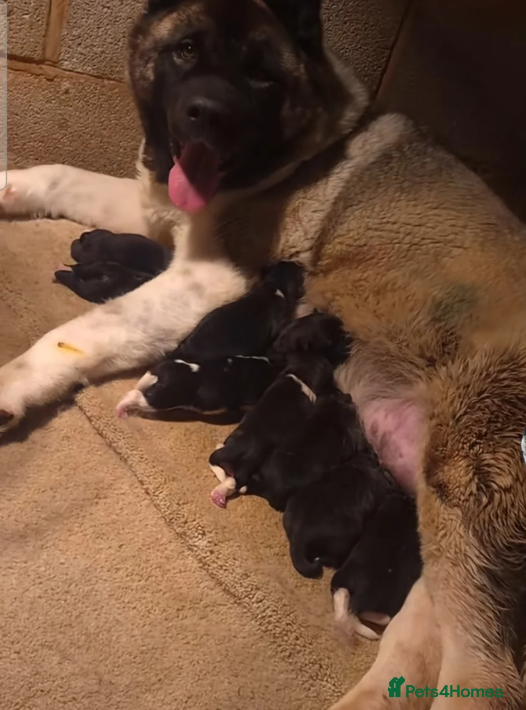 Akita dogs for sale: Adorable American akita puppys - Advert 13