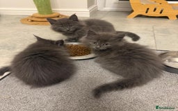 Maine Coon cats for sale: Beautiful Mainecoon kittens - Image 4