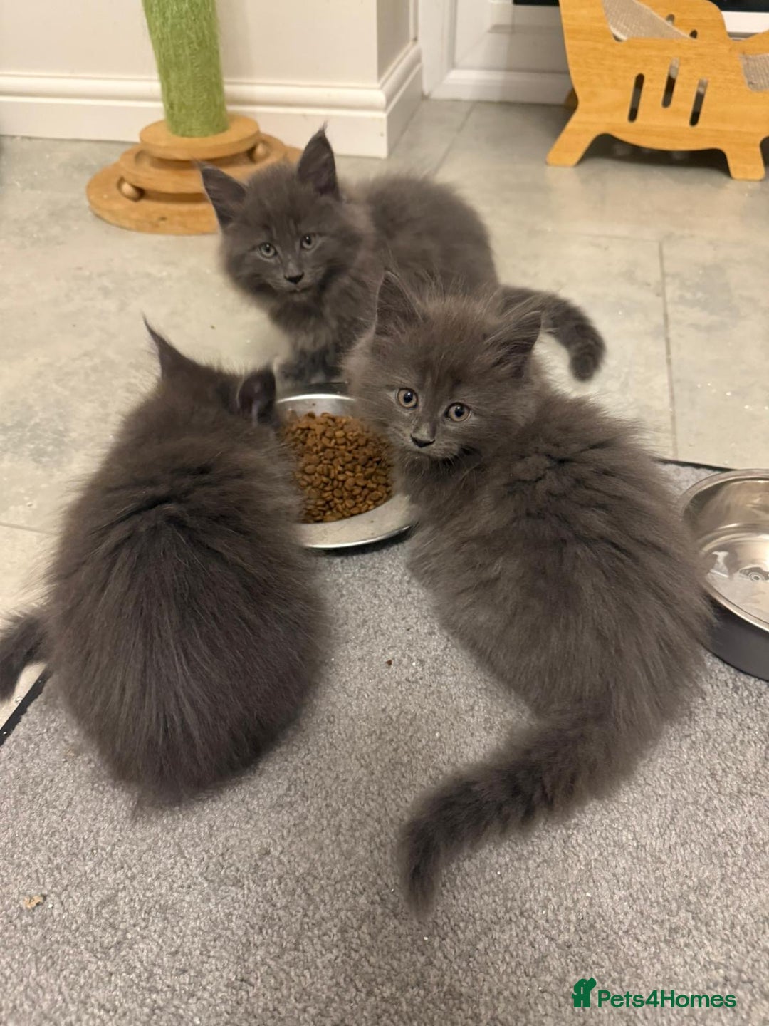 Maine Coon cats for sale: Beautiful Mainecoon kittens - Image 4