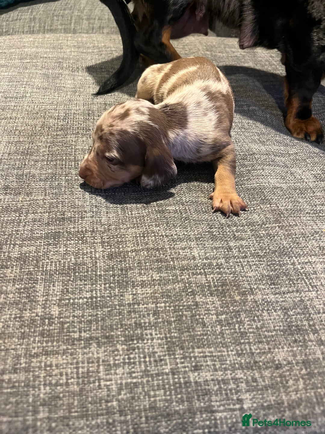 Dachshund dogs for sale: 6 gorgeous little pups - Advert 4