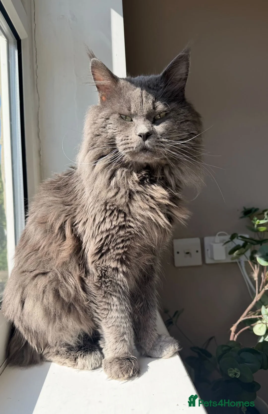 Maine Coon cats for sale: ACTIVE tica Maine coon kittens - Advert 1