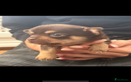 Chihuahua dogs for sale: Chihuahua Boys Short Haired  - Image 8