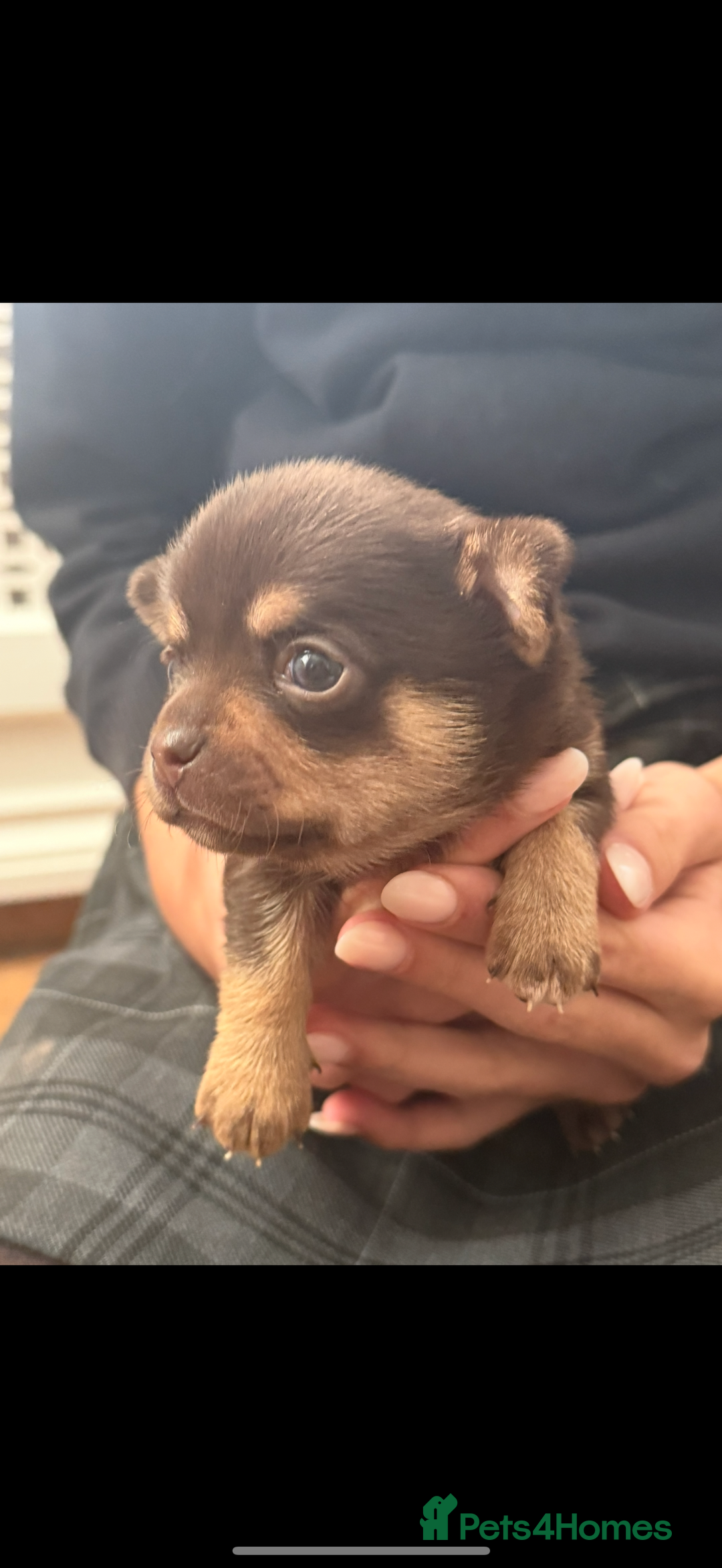 Chihuahua dogs for sale: Chihuahua Boys Short Haired  - Image 8