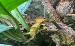 Gecko reptiles for sale: Full Bio Active set up with Crested Gecko - Image 1