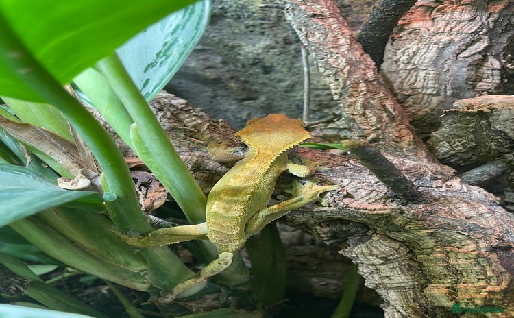 Gecko reptiles - Advert 3
