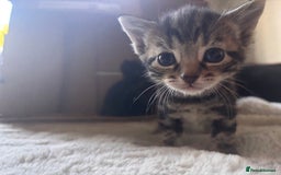 Mixed Breed cats for sale: Kittens Available for Adoption - Ready in Sept - Image 3