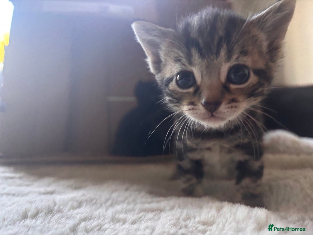 Mixed Breed cats for sale: Kittens Available for Adoption - Ready in Sept - Image 3