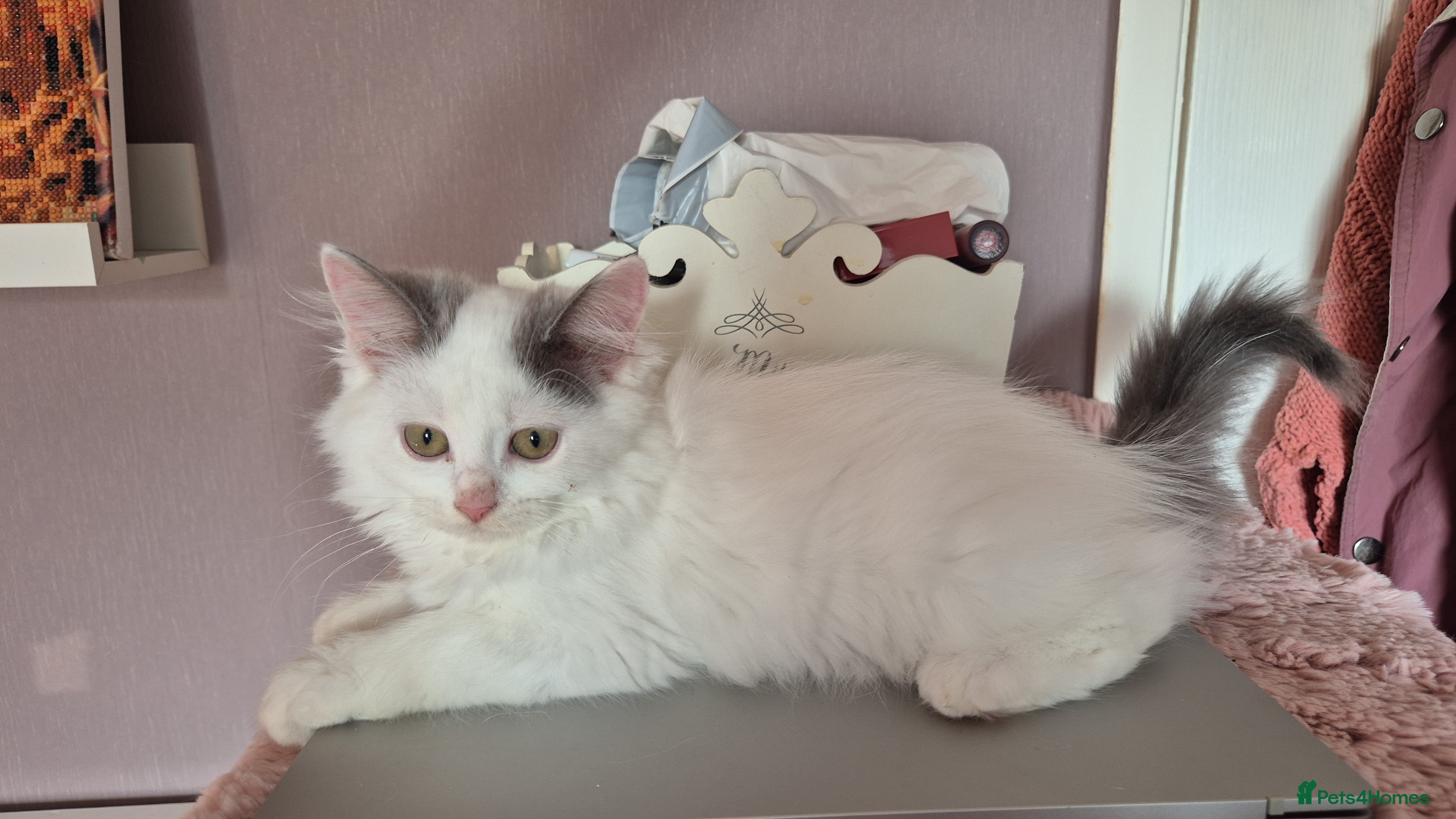 Munchkin cats Beautiful Munchkin kittens  - Advert 2