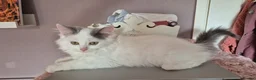 Munchkin cats for sale: Beautiful Munchkin kittens  - Advert 25