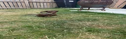 Miniature Dachshund dogs for sale: Smooth Haired Miniature Daschund  - Advert 4