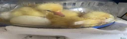 Geese poultry for sale: Stunning hand reared friendly Embden Gander - Advert 11