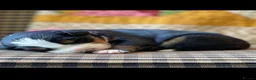 Bernese Mountain Dog dogs for sale: Cute Delighted  Bernese Mountain Puppies  in Folkestone - Advert 12
