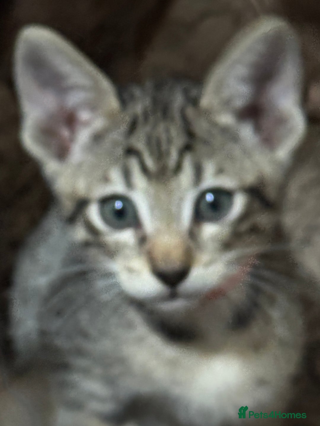 Mixed Breed cats for sale: Sweet kittens for sale  - Advert 12