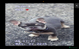 French Bulldog dogs for sale: French bulldog  - Image 3