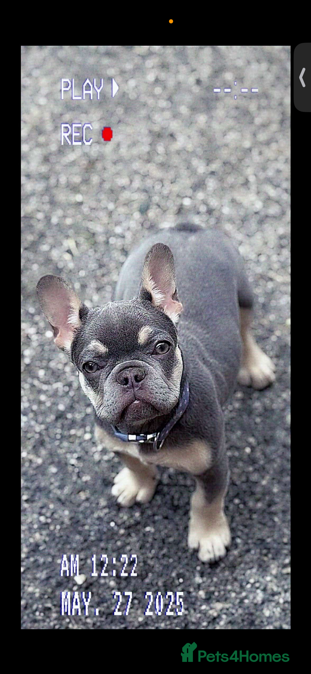 French Bulldog dogs for sale: French bulldog  - Image 3