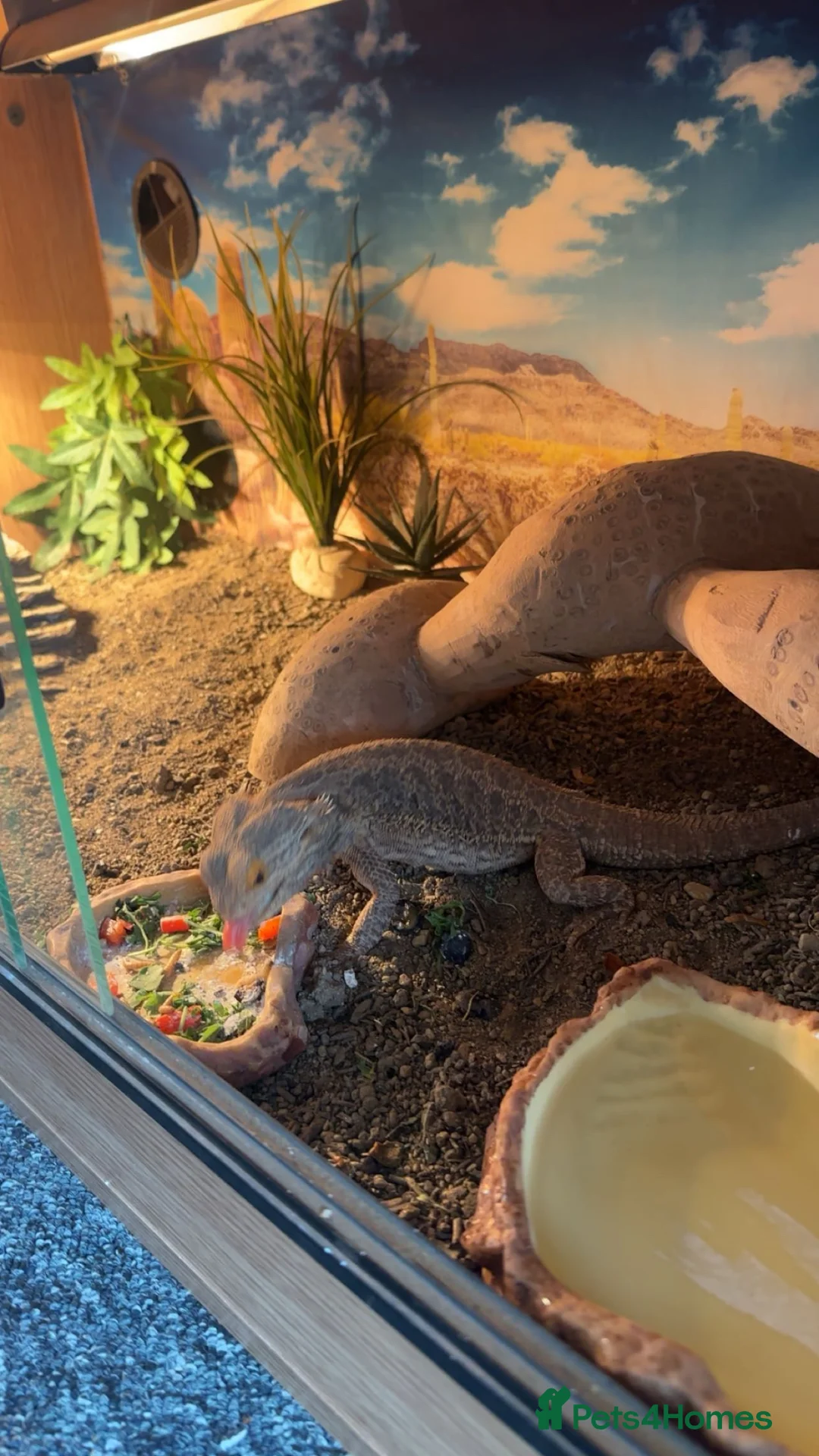 Bearded Dragon reptiles for sale: Bearded dragon tiverton in Tiverton - Advert 4