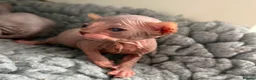 Sphynx cats for sale: Just 2 gorgeous boys left now - Advert 19