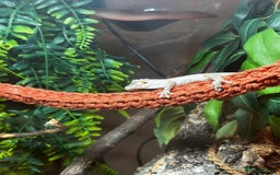 Gecko reptiles for sale: Stunning Gorgoyle Gecko & setup including stand - Image 7