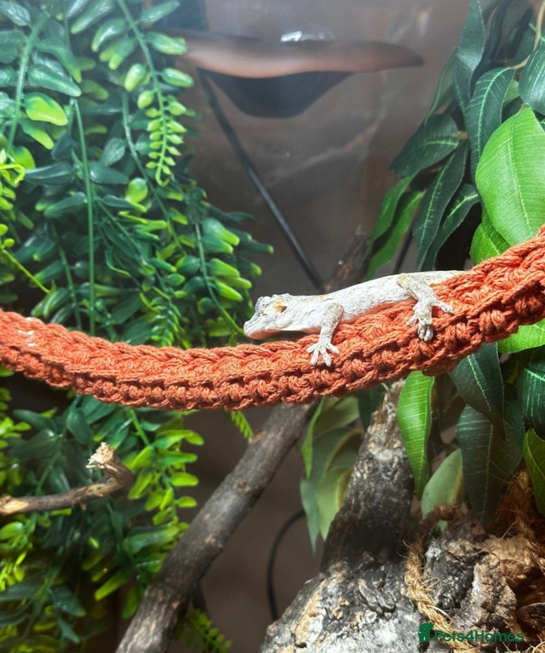 Gecko reptiles for sale: Stunning Gorgoyle Gecko & setup including stand - Image 7