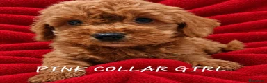 Cockapoo 2
